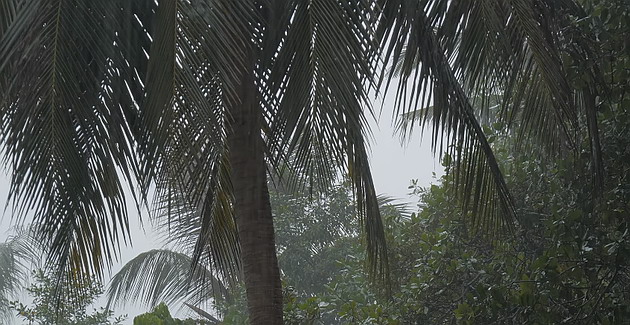 Tropical rainforests receive a large amount of precipitation all year long