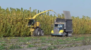 Cellulosic ethanol made of poplar trees