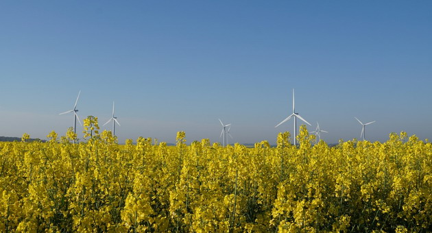 Canola for biodiesel production