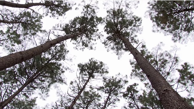 Biomass as a renewable resource