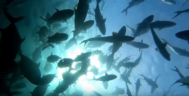 Learn about sustainable fishing