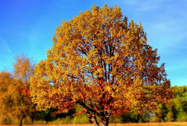 trees are very important for the environment