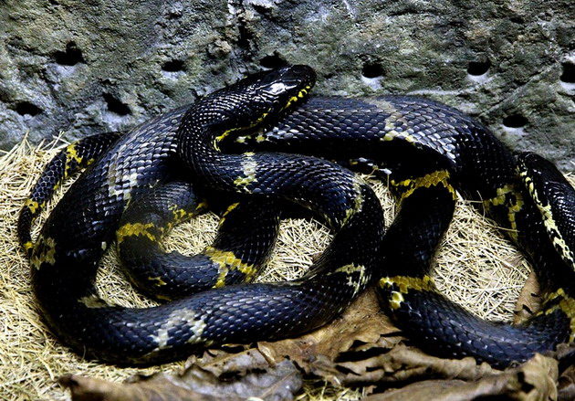 ratsnakes can cause power outages