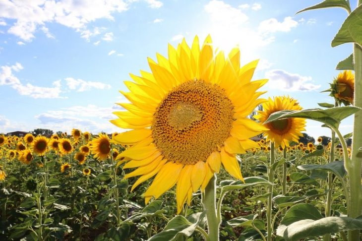 Sunflower seeds