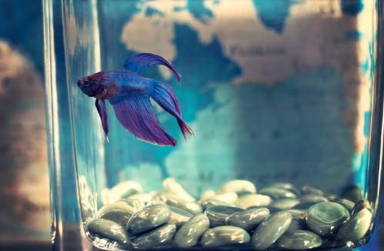 Eco-friendly accessories for your aquarium