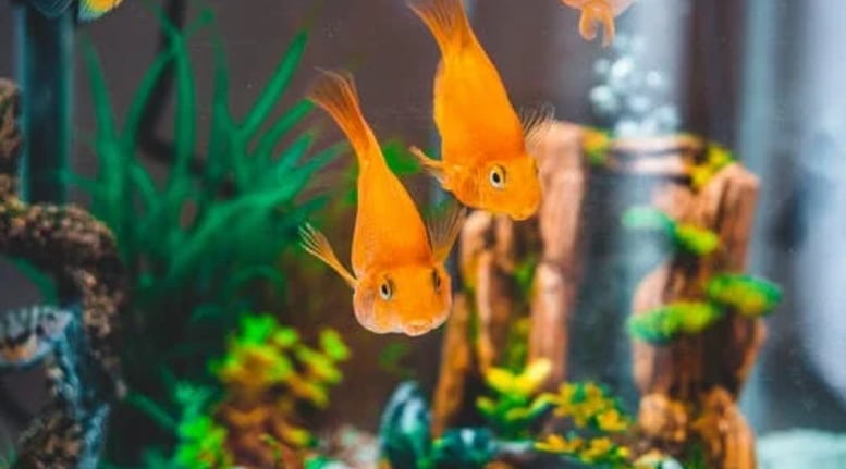 Yellow fish in your tank