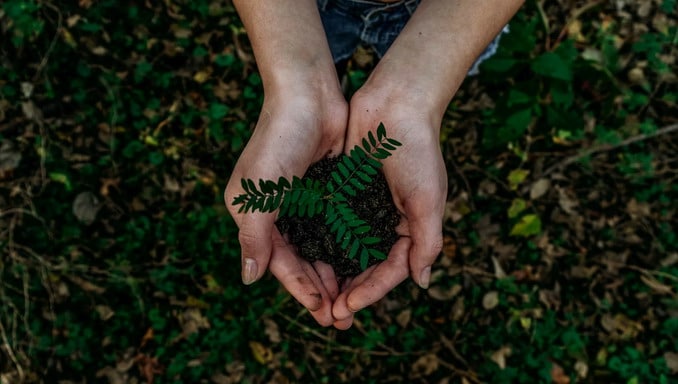 Green plants can reduce global emissions