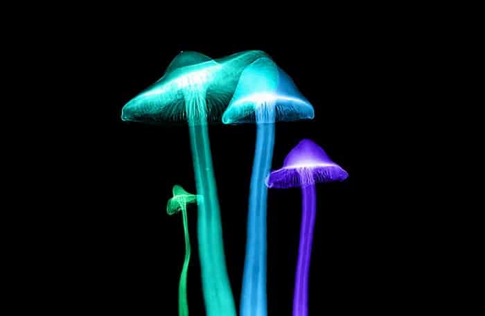 Micro X-ray of mushrooms with false colors