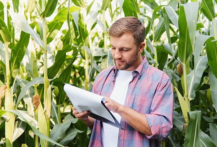 GMO crops can withstand severe drought