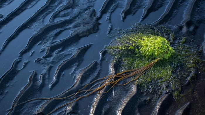Green island surrounded by oil