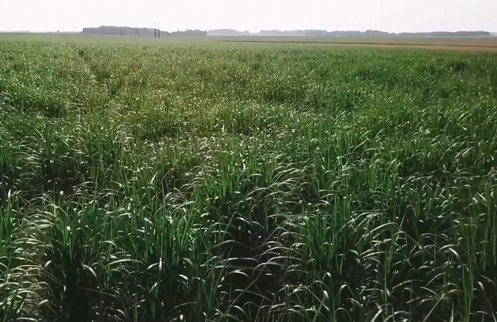 Energy crops for biomass - Miscanthus